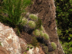 Mammillaria compressa compressa