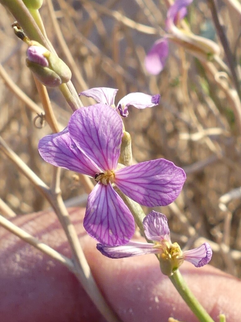 Fortuynia