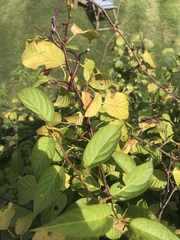 Actinidia