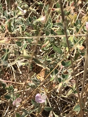 Pyrausta subsequalis