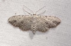 Pimaphera sparsaria