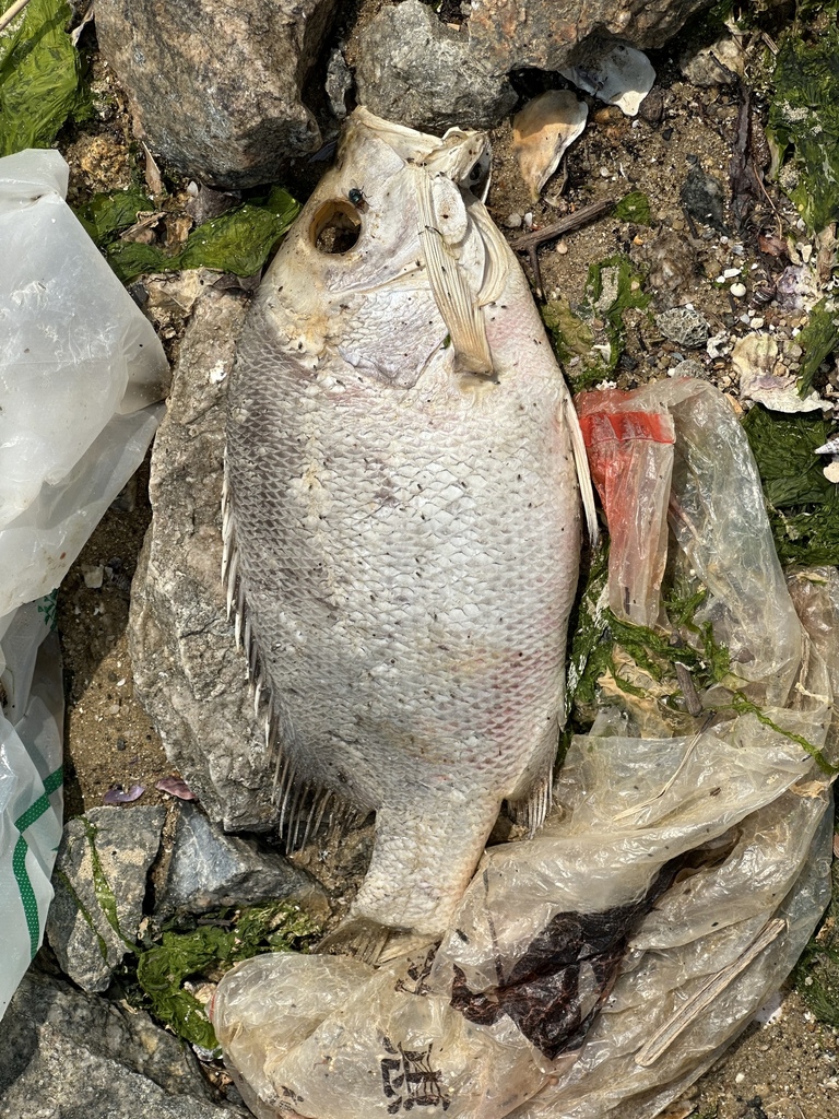Big-mouth nannygai (Lutjanus malabaricus) — Lutjanidae