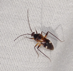 Eustictus