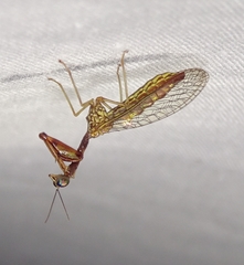 Leptomantispa pulchella