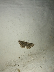 Rhoptria asperaria