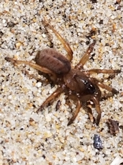 Aptostichus stephencolberti