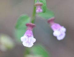 Scutellaria humilis