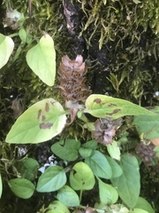 Prunella vulgaris vulgaris