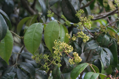 Turpinia malabarica observed 2025-03-18