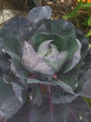 Brassica oleracea gemmifera