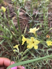 Lithospermum cobrense