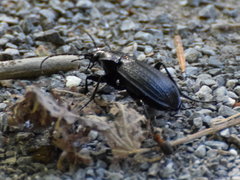 Carabus monilis