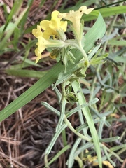 Lithospermum cobrense
