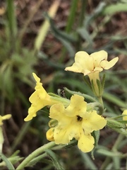 Lithospermum cobrense
