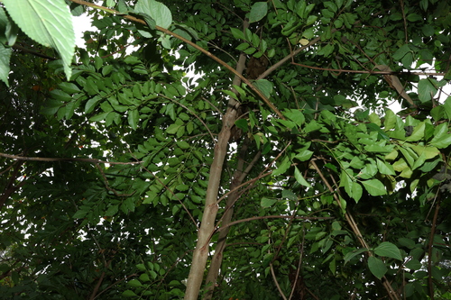 Image of Fraxinus griffithii by (c) Greg Tasney, some rights reserved (CC BY-SA)