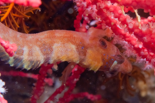 Deepwater klipfish (Pavoclinus profundus) — Clinidae — 5