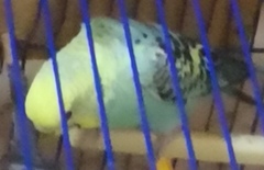 Psittaculidae