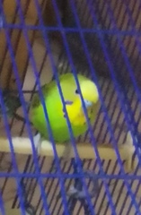 Psittaculidae