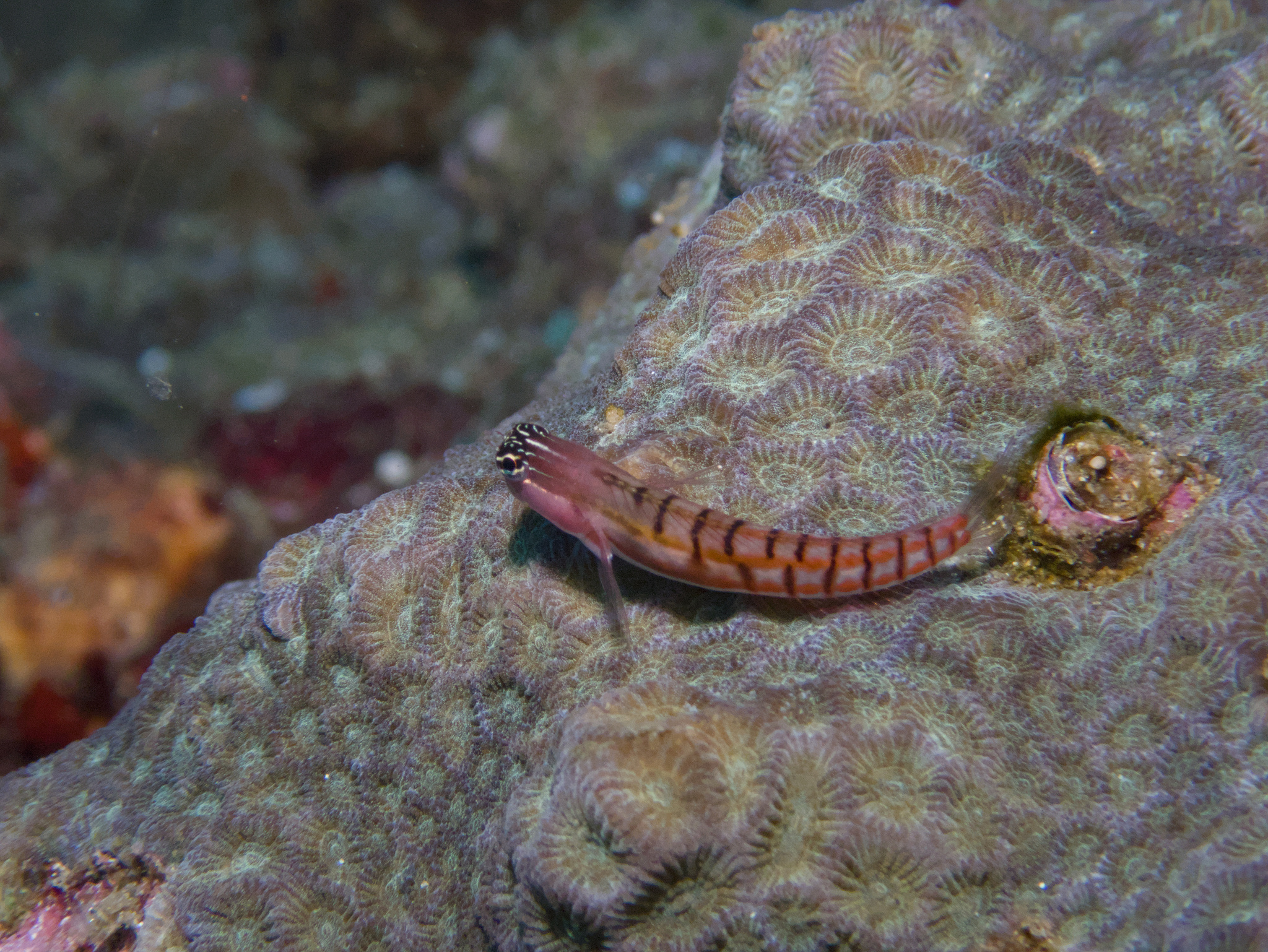 Twocoat Coralblenny photo 6