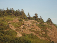 Vulpes vulpes deletrix