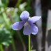 Viola silicestris - Photo (c) judy_rob_peters,  זכויות יוצרים חלקיות (CC BY-NC-ND), uploaded by judy_rob_peters