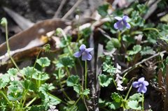 Viola silicestris