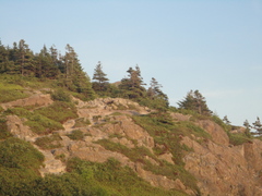 Vulpes vulpes deletrix