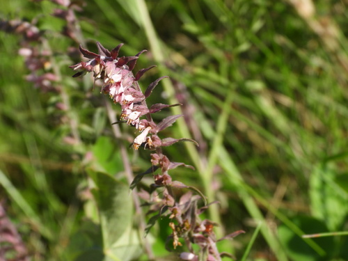 Raudonasis skėstukas