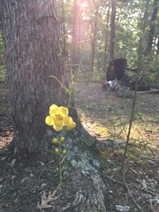 Aureolaria grandiflora