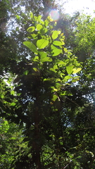 Shorea pachyphylla