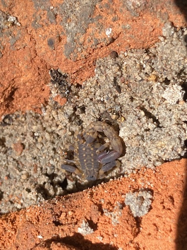 African Forest Scorpion