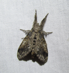 Dasychira vagans