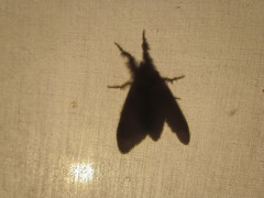 Dasychira vagans