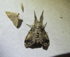 Dasychira vagans