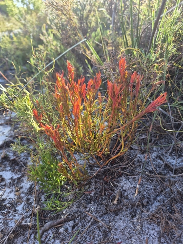Amperea ericoides observed 2025-03-26