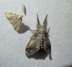 Dasychira vagans