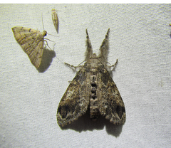 Dasychira vagans