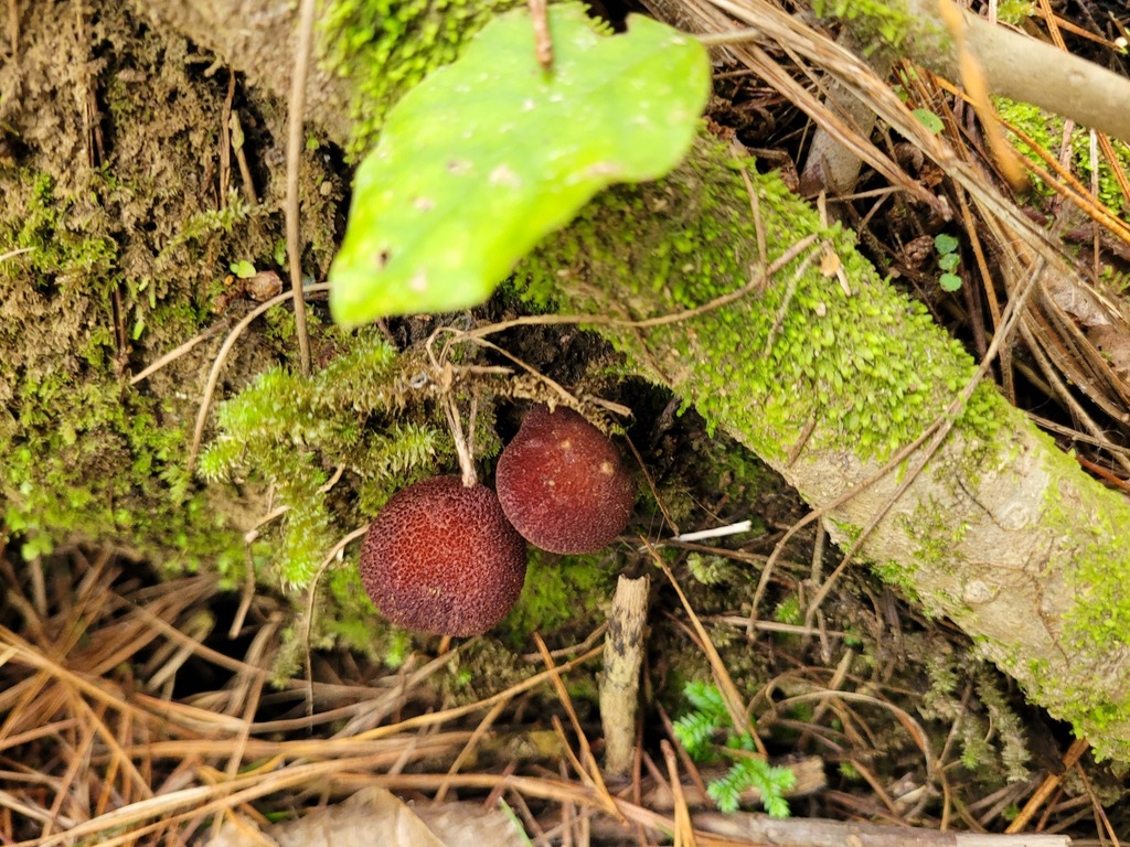Tricholomopsis ornaticeps · March 2025 · photo: © dougalm (iNaturalist, cc-by)