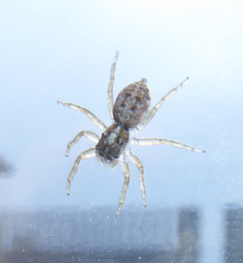 Menemerus semilimbatus