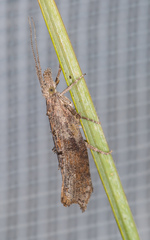 Ypsolopha horridella