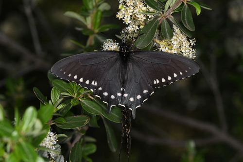 Pipevine swallowtail