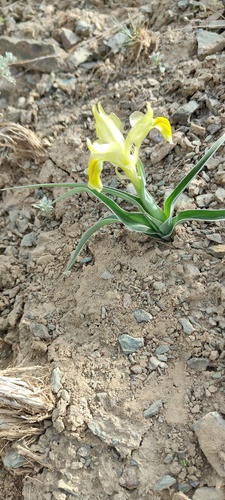 Iris maracandica