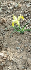 Iris maracandica