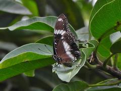 Hypolimnas bolina bolina