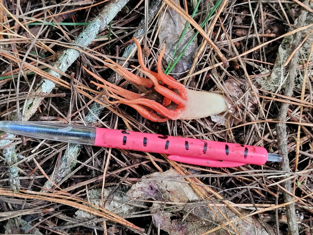Aseroe rubra · March 2025 · photo: © dougalm (iNaturalist, cc-by)