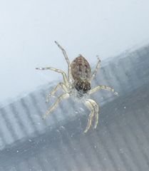 Menemerus semilimbatus