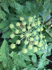 Angelica triquinata