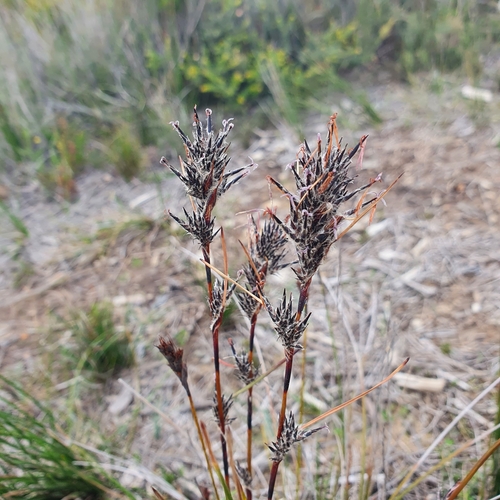 Schoenus villosus, 2025-03-22
