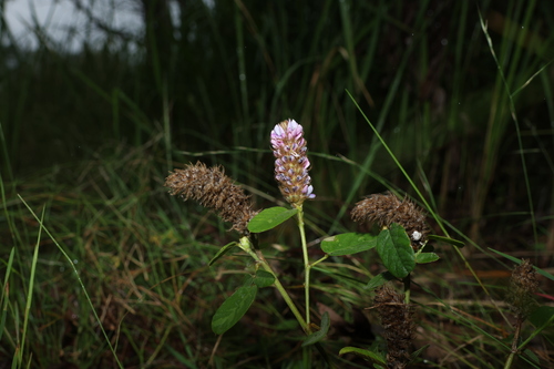 Image of Uraria lagopodioides by (c) Greg Tasney, some rights reserved (CC BY-SA)