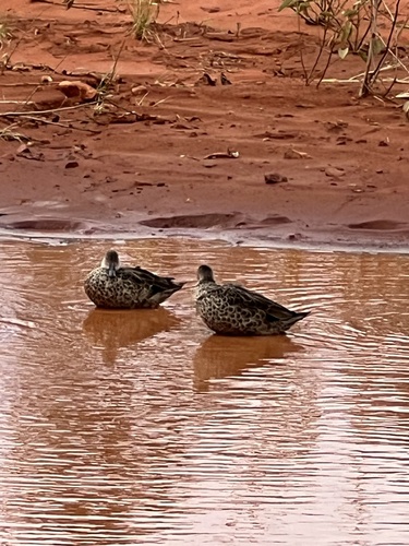 Grey Teal